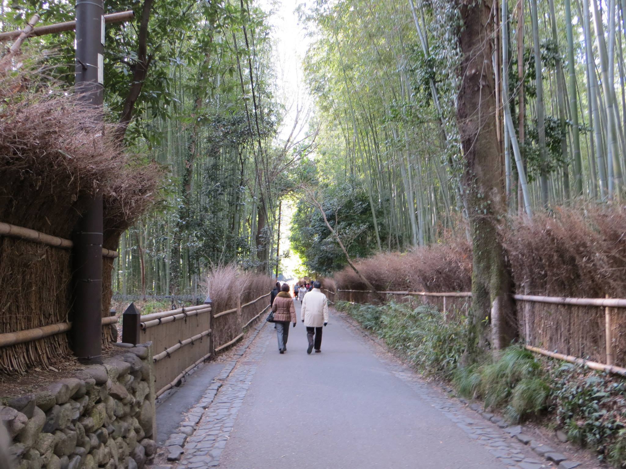 Bamboo path